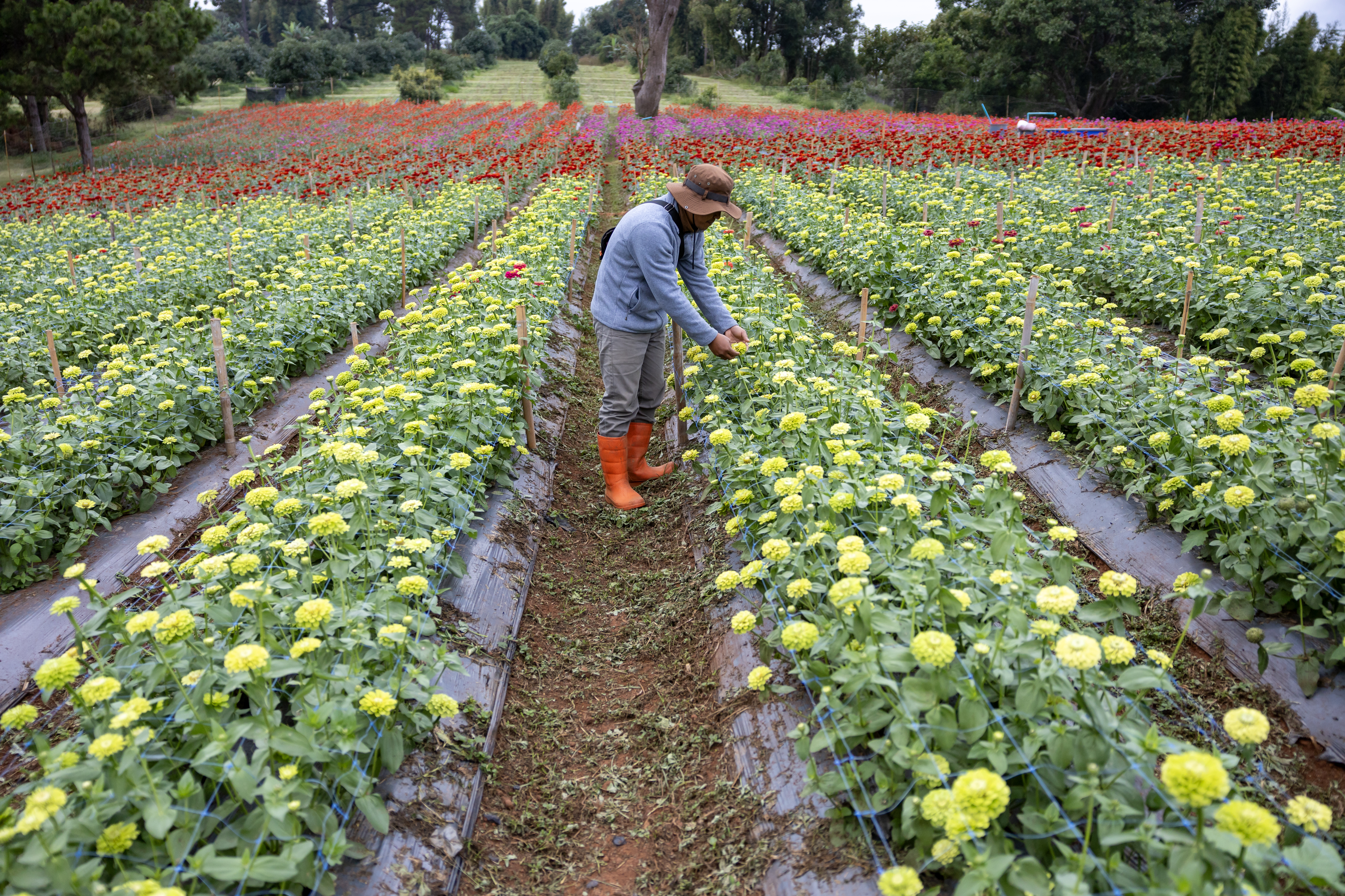 Antioquia Floral optimiza su operación